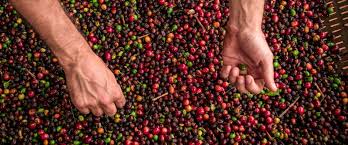 Brasil Colhe Terceira Maior Safra de Café da História em 2023