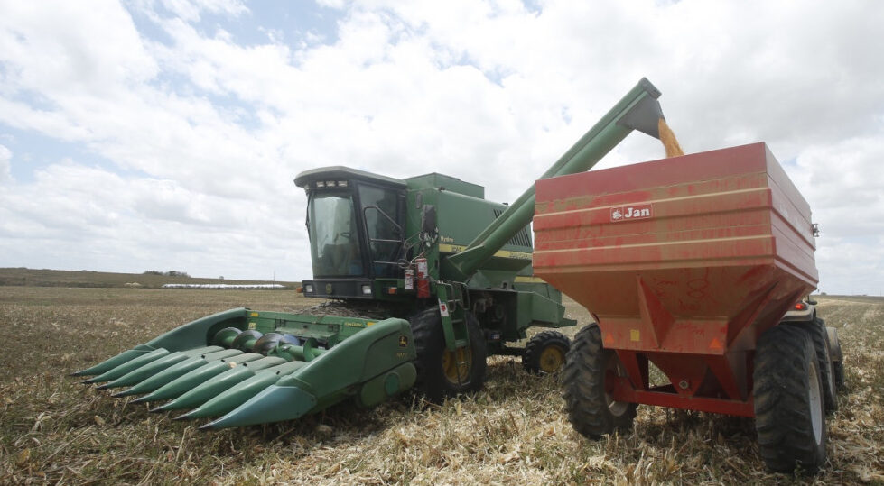 Sergipe terá safra recorde de milho em 2023