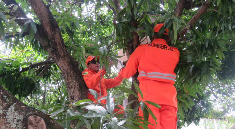 Corpo de Bombeiros orienta população sobre períodos com maior risco de acidentes envolvendo abelhas e formas de prevenção