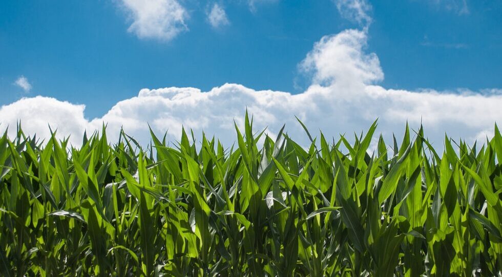 Santander estima que produção agropecuária sergipana cresça 7% em 2024