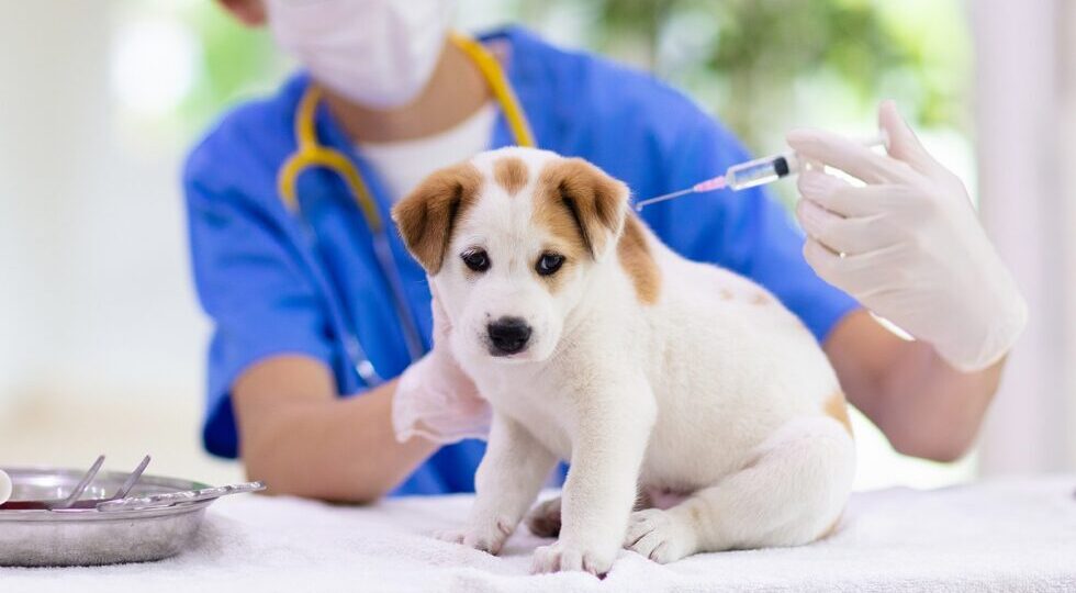 Vet examining dog. Puppy at veterinarian doctor. Animal clinic. Pet check up and vaccination.