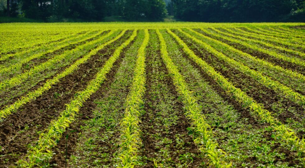 The rows of agricultural crops in the field