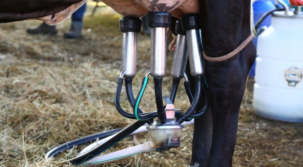 Sergipe figura com três municípios entre os 20 maiores produtores de leite do Brasil